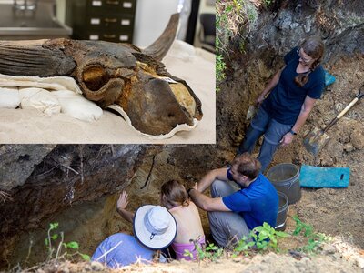 WHERE BISON ONCE ROAMED IN GEORGIA: GCSU students help unearth history