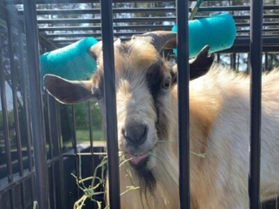 YEAR IN REVIEW RANDOM: Cletus the Viral Goat turns his life around after getting out of jail