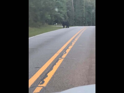 Healthy-sized bear spotted across the river