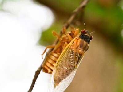 Cicada's spring concert tour around Milledgeville continues