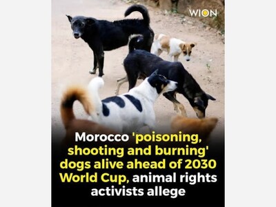 Streets Cleared for the World Stage: Allegations of Mass Dog Killings Rock World Cup Host Preparations