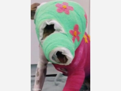 From Flames to Hope: Memphis Dog Riona’s Story Inspires Millions Around the World